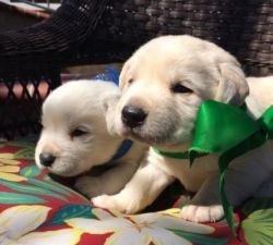 AKC Lab Puppies Upcoming