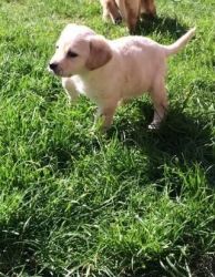 Home trained Labrador for sale