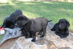 lovely CKC registered Labrador retriever puppies