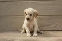 Akc Labrador Retriever Pups For Sale