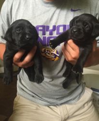 Akc Black Lab Puppies Ready For Father\'s Day