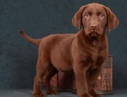 Male Chocolate Lab Puppy for sale