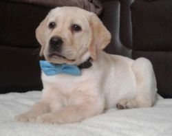 Yellow Labrador Boy For Adoption