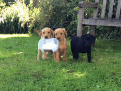 Labrador Yellow And Black Puppies