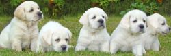 Cute Pure Kc Registered Labrador Puppies