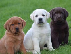 Labrador puppies for adoption