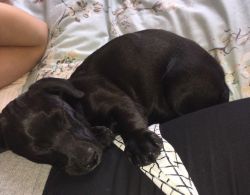 Black Labrador pup