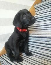 potty trained labrador pups