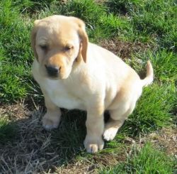 Adorable Lab Retriever puppies for sale.