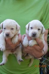 Baby Face Labrador Re Puppies