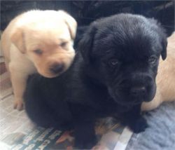 Labrador Pups for adoption! Labrador.