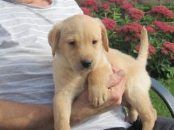 Labrador Puppies available