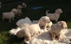 Beautiful Labrador Retriever Puppies For Sale