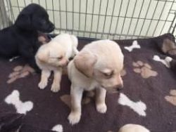 Beautiful Pedigree Labrador Puppies