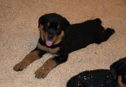 AKC rotties puppies available