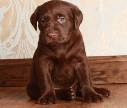 Cute Chocolate Labrador Puppies For Adoption