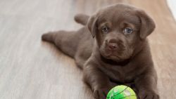 Lab dog puppy for sale