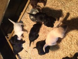 Akc Registered Male And Female Labrador Puppies