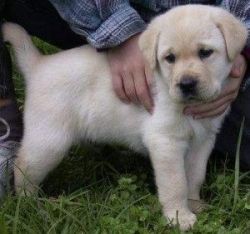 Male and Female Labrador Retrievers Puppies