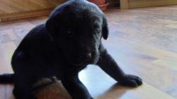 AKC Labradors for sale