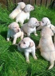 Pedigree Labrador Retriever Puppies