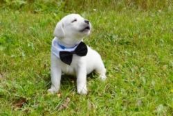 AKC Labrador Retriever Puppies Great 4 Kids (xxx)-xxx-xxxx
