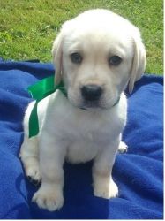 cute lab puppy for sale