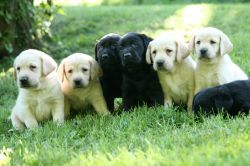 High-Quality Labrador Retrievers Puppies
