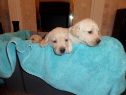 Beautiful Yellow Kc Reg Labrador Puppies