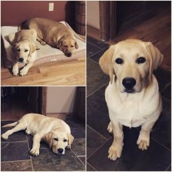2 AKC registered english yellow labs