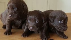 Stunning Chocolate Labrador Puppies...