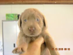 chocolate lab/ one silver