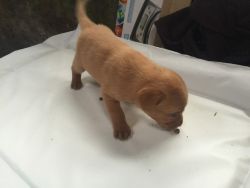 6 Male Fox Red Labrador Puppies Kc Reg For Sale
