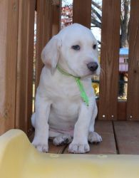 AKC Labrador puppy Yellow/Cream Male