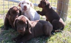 Chocolate, Yellow and Black Labrador retrievers for sale