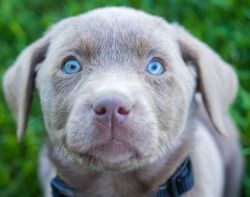 Silver Labrador Retriever Puppies Available