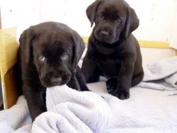 Male and Female Labrador Retriever puppies for sale