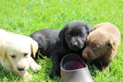 Three beautiful Labrador Pups