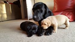 Sweet labrador pour adoption
