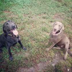 AKC Silver and Charcoal lab puppies