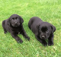 AKC Black Lab Puppies