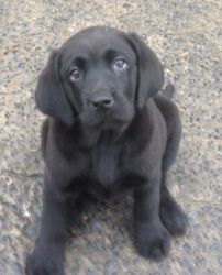 Gorgeous Chunky Labrador Puppies For Sale