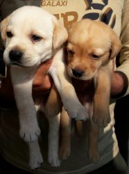 Different shaded fawn color(first litter)Labrador puppy available