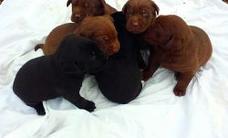 Five Lab Puppies
