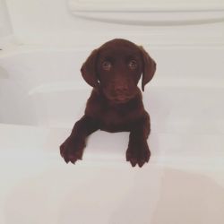 Labrador Retriever Puppies AKC/UKC Registered