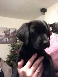 2 Beautiful Female Black Labrador Puppies For Sale