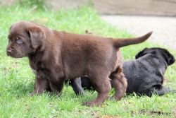 Jack Frost male and female chocolate lab puppies for sale
