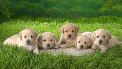 top quality lab puppies available