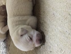 Akc Labrador Retriever Puppies