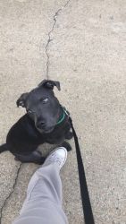 Puppy needed new home ASAP